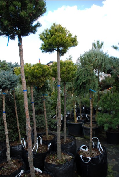 Сосна горная Винтер Голд на штамбе